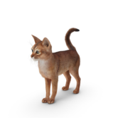 Abyssinian Cat.H03.2k Abyssinian Cat.H03.2k