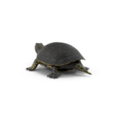 European Pond Turtle.H03.2k European Pond Turtle.H03.2k