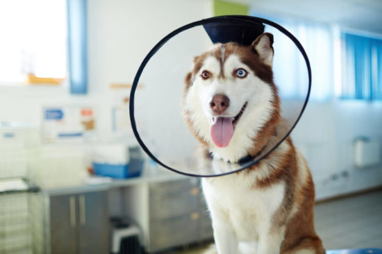 Vet aid Vet aid